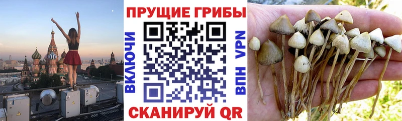 кракен ТОР  Снежногорск  Псилоцибиновые грибы Psilocybine cubensis 